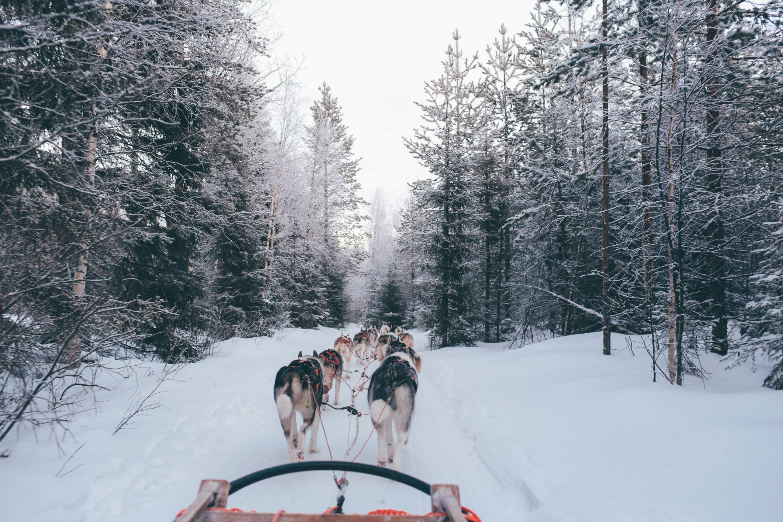 Husky and reindeer safari